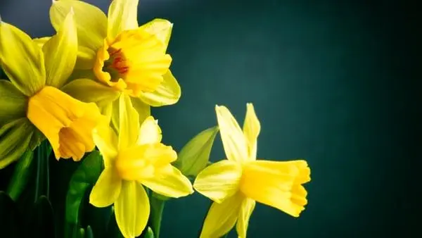 درمان سرطان با عصاره یک گُل
