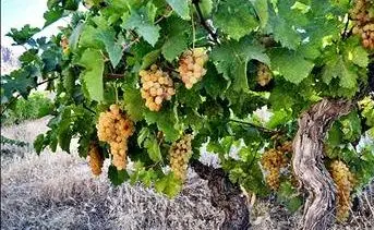 باغات حریم منطقه2 صاحب شناسنامه شدند