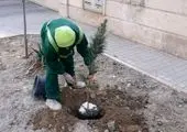 تحویل نهال درب منازل شهروندان با اجرای پویش درختکاری
