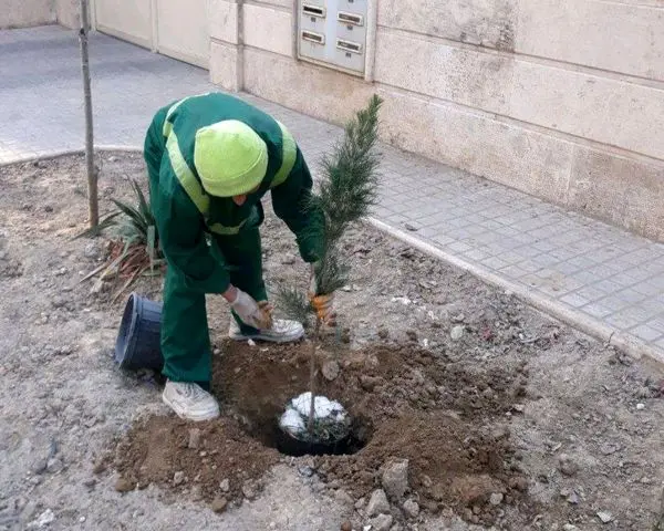 توسعه فضای سبز خانگی منطقه۱۳ با کاشت نهال رایگان در منازل شهروندان 