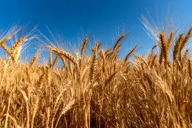 خودکفایی در گندم نان