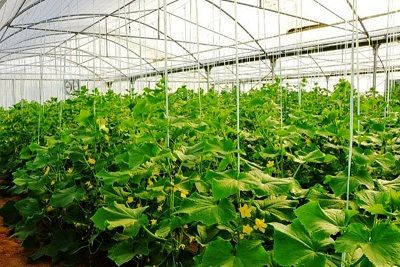 طرح های اشتغالزایی روستایی مصوب در بانک سینا به مرز 4000 رسید