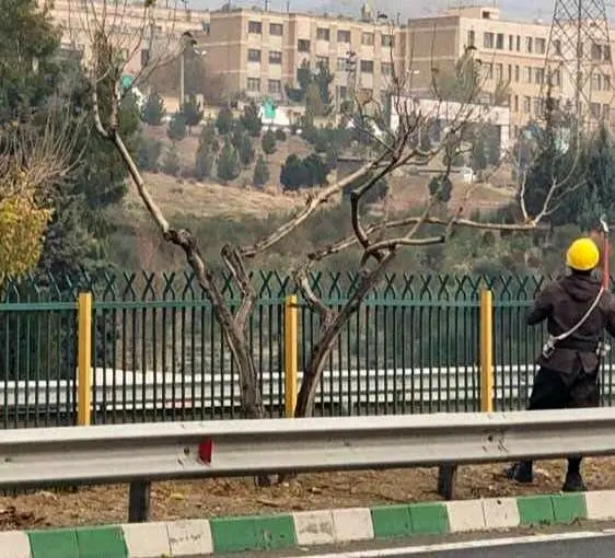 هرس و به‌زراعی درختان در بزرگترین محدوده فضای سبز تهران