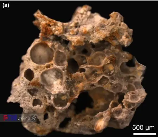 کشف یک فسیل 1 میلیارد و 600 میلیون ساله +عکس
