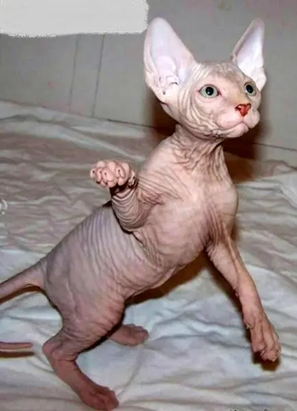 رونالدو صاحب زشت ترین گربه دنیا شد!+عکس