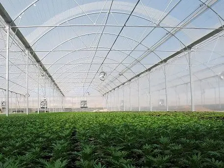 افزایش سه برابری گلخانههای استان مرکزی برای گذر از کم آبی