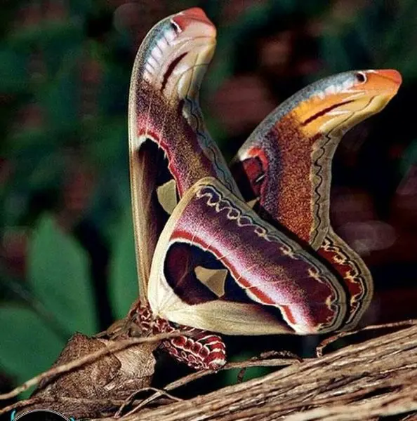 پروانه ای با بال های شبیه به مار افعی+عکس